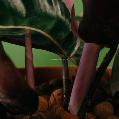 Calathea marion - Greenspaces.id