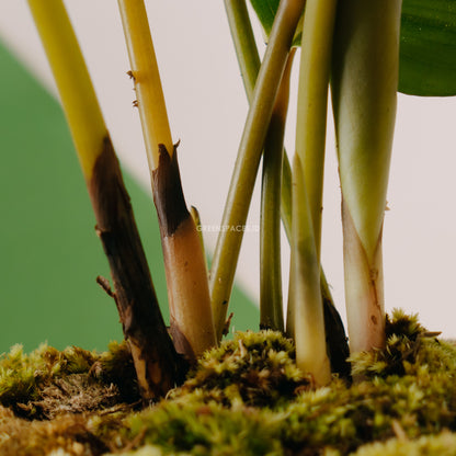 Calathea orbifolia - Greenspaces.id