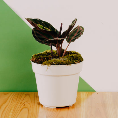 Calathea Rindem