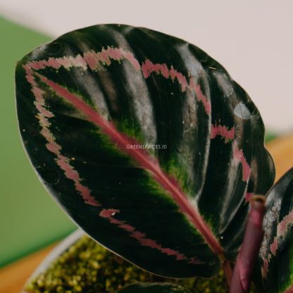 Calathea Rindem