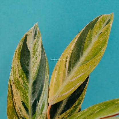 Calathea triostar variegated - Greenspaces.id