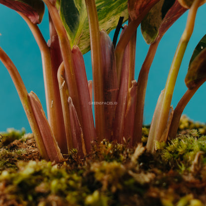 Calathea triostar variegated - Greenspaces.id