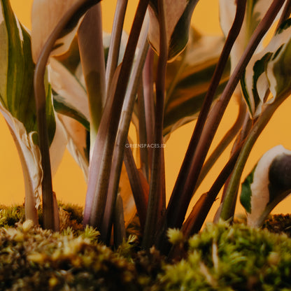 Calathea white fushion - Greenspaces.id