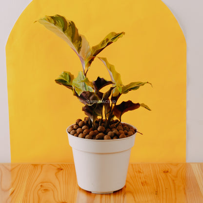 Calathea yellow fushion - Greenspaces.id