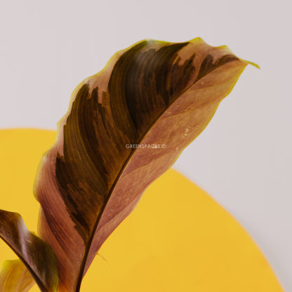 Calathea Yellow Fusion