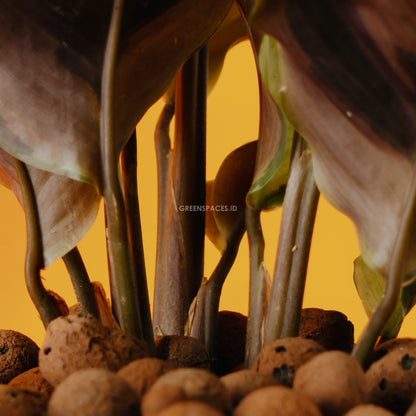 Calathea yellow fushion - Greenspaces.id