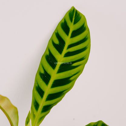Calathea Zebrina - Greenspaces.id