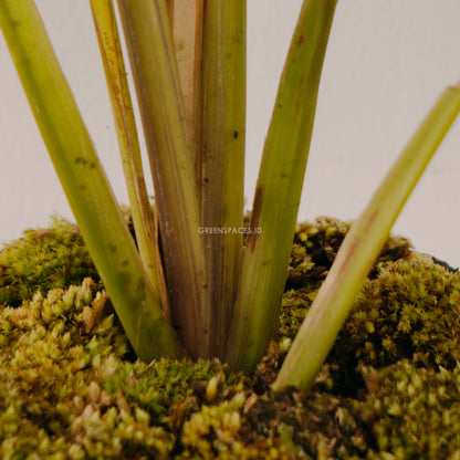 Calathea Zebrina - Greenspaces.id