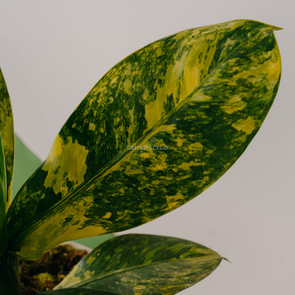 Diefenbachia Variegated