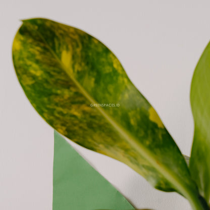 Diefenbachia Variegated