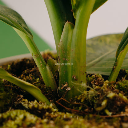 Diefenbachia Variegated