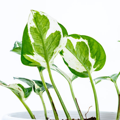 Epipremnum Aureum Snow Queen - Greenspaces.id