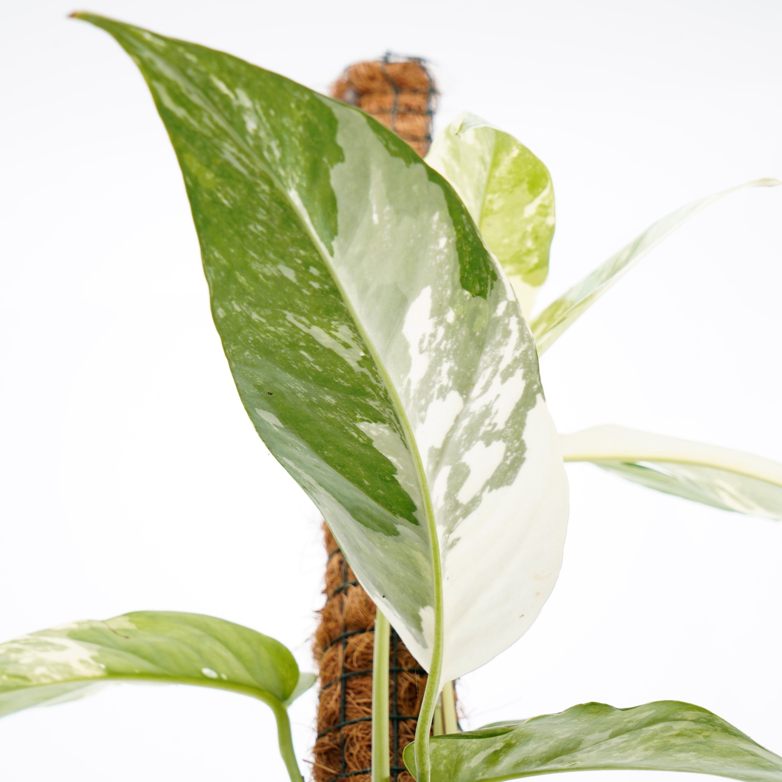 Epiprenum pinnatum variegated (big)