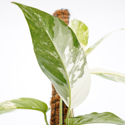 Epiprenum pinnatum variegated (big)