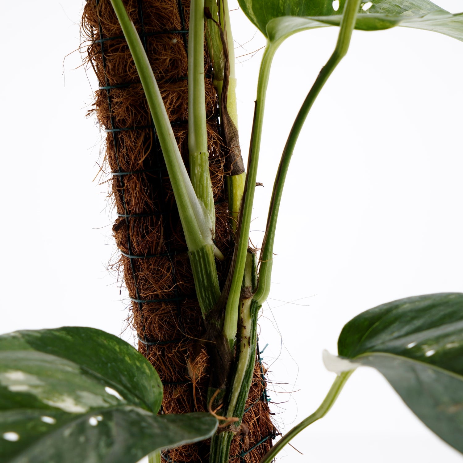philodendron epipremnum pinnatum variegated Epiprenum pinnatum variegated (big) – Greenspaces.id