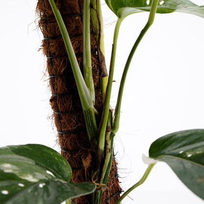 Epiprenum pinnatum variegated (big)