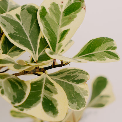 Ficus Tringularis - Greenspaces.id