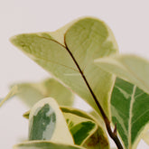Ficus Tringularis - Greenspaces.id