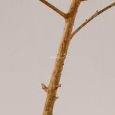 Ficus Tringularis - Greenspaces.id