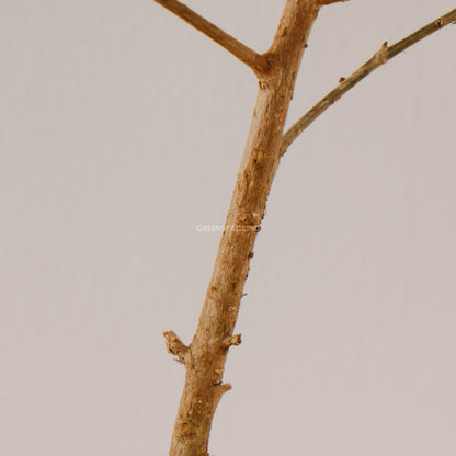 Ficus Tringularis - Greenspaces.id