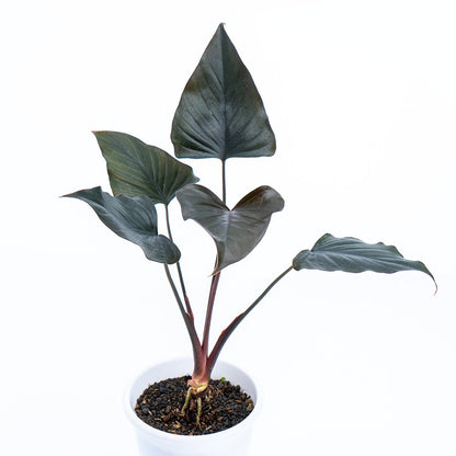 Homalomena Black - Greenspaces.id