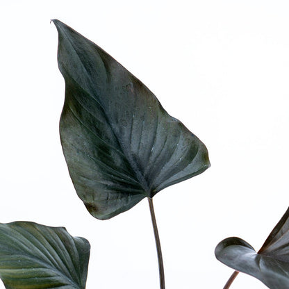 Homalomena Black - Greenspaces.id