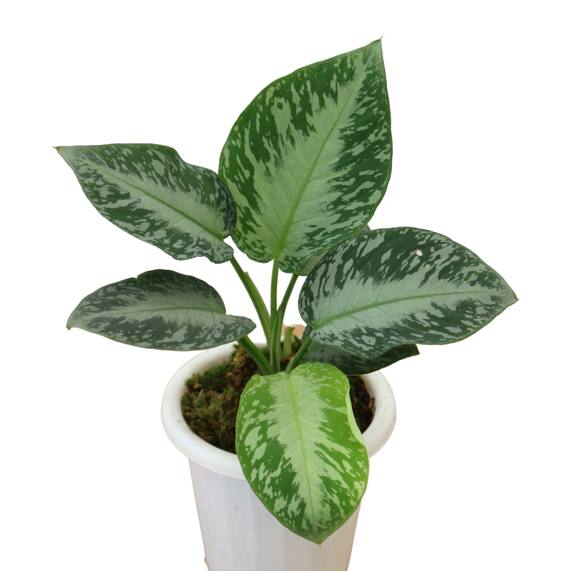その他観葉植物 Homalomena rusdii Riau Sumatera TK0425-3 Homalomena SP sumatera | Greenspaces.id
