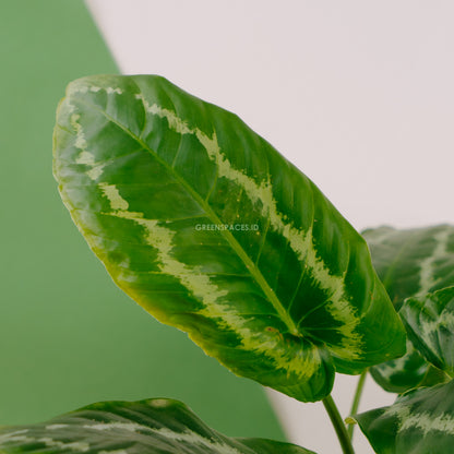 Homalomena Schismatoglottis Wallichii - Greenspaces.id