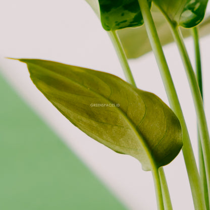 Homalomena Schismatoglottis - Greencpaces.id