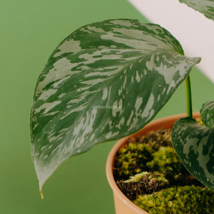 Homalomena sp Kalimantan - Greenspaces.id