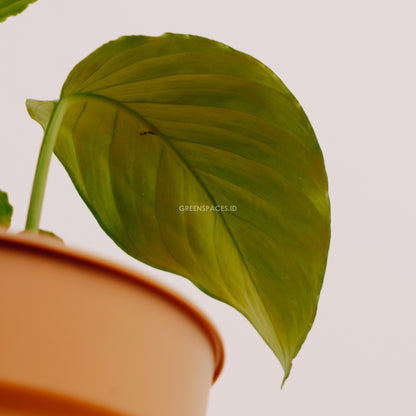 Homalomena sp Kalimantan - Greenspaces.id