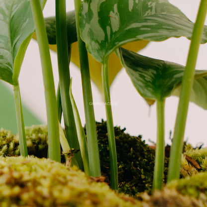 Homalomena sp Kalimantan - Greenspaces.id