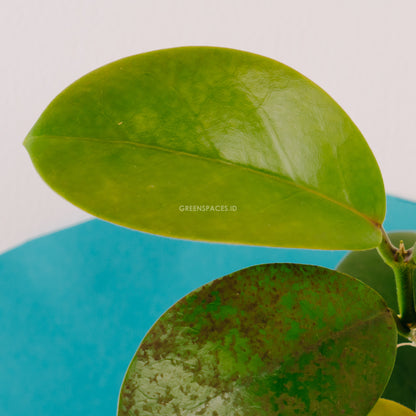 Hoya Australis - Greenspaces.id