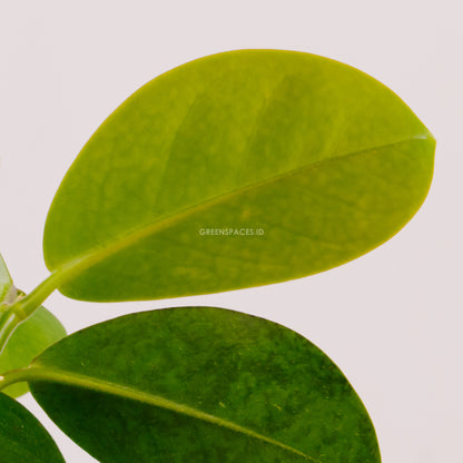 Hoya Australis - Greenspaces.id