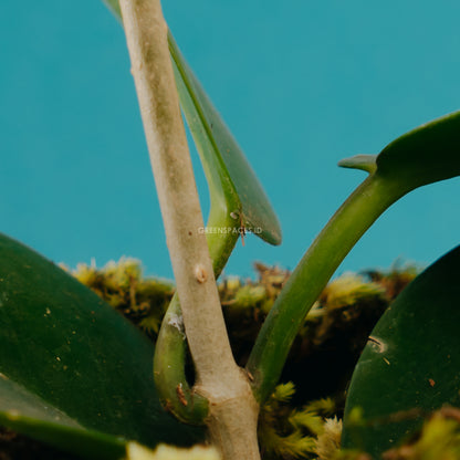Hoya Australis - Greenspaces.id