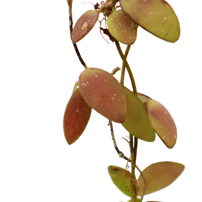 Hoya Brainess Sp Borneo  - Greenspaces.id