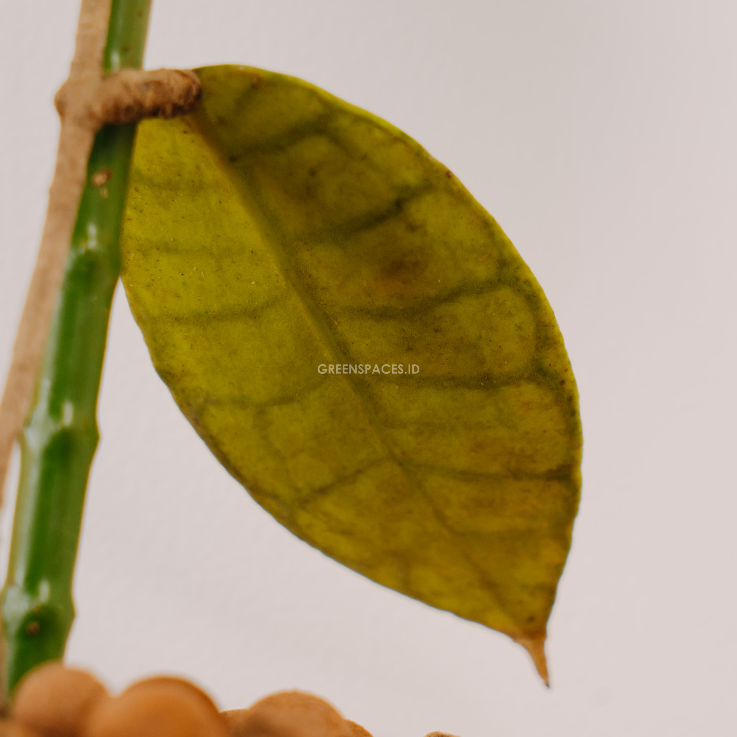Hoya Callistophylla - Greenspaces.id