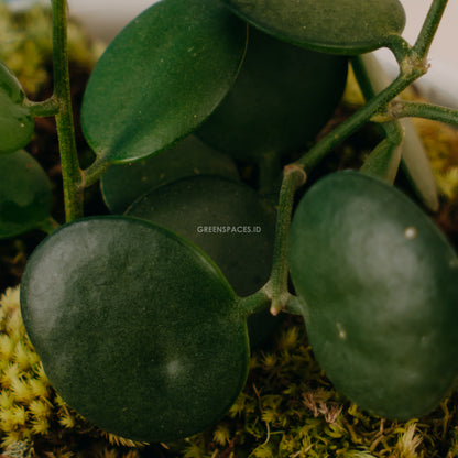 Hoya Coin - Greenspaces.id