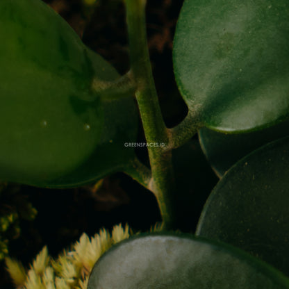 Hoya Coin - Greenspaces.id