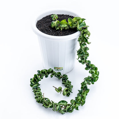 Hoya Compacta XL - Greenspaces.id