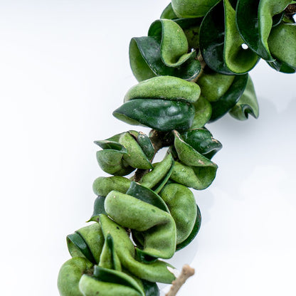 Hoya Compacta XL - Greenspaces.id