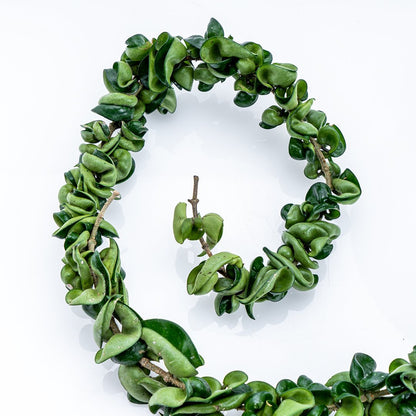 Hoya Compacta XL - Greenspaces.id