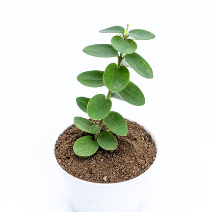 Hoya Cumingiana - Greenspaces.id