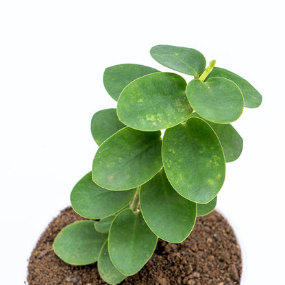 Hoya Cumingiana - Greenspaces.id