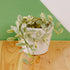 Hoya Dischida Variegated - Greenspaces.id