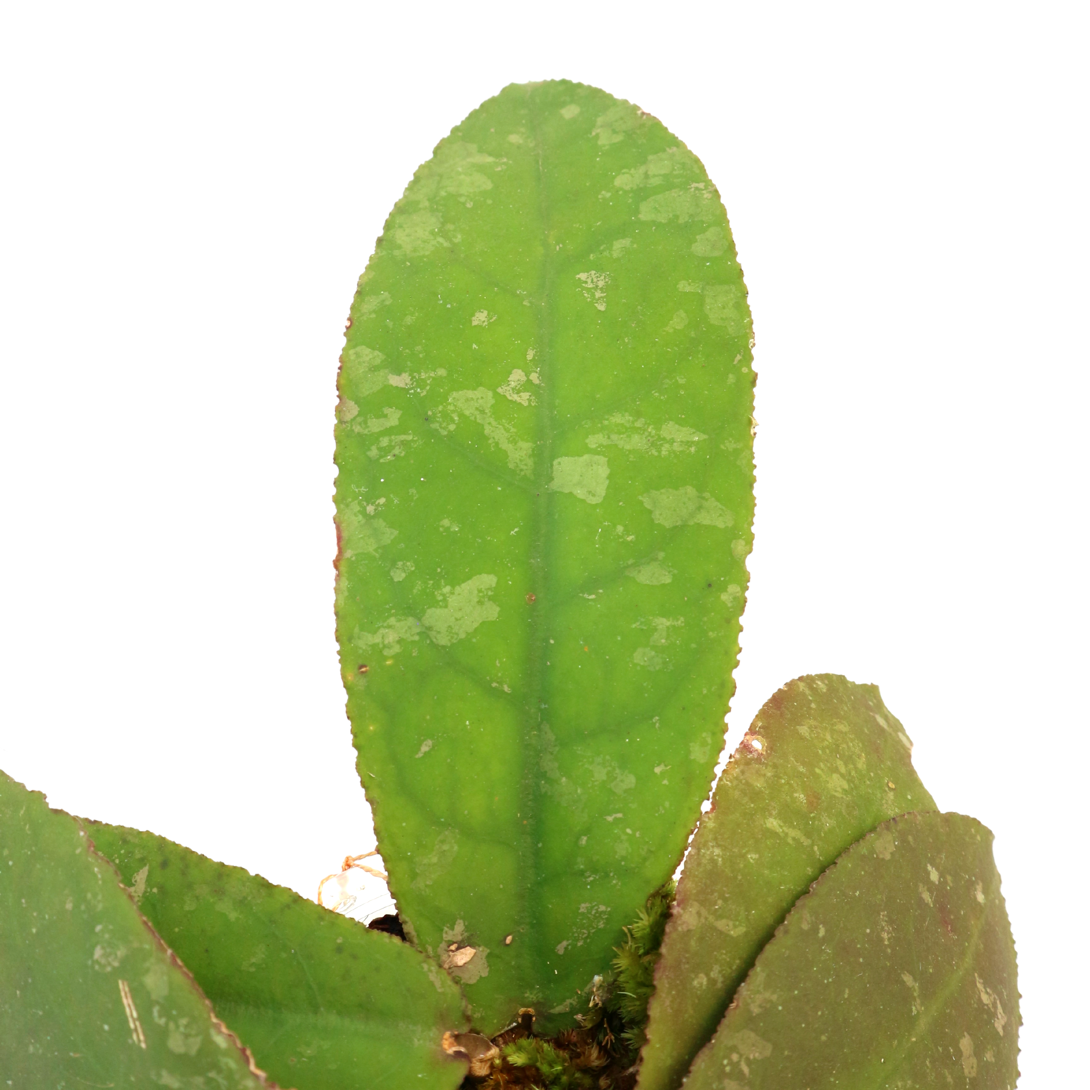 Hoya Undulata Green - Greenspaces.id