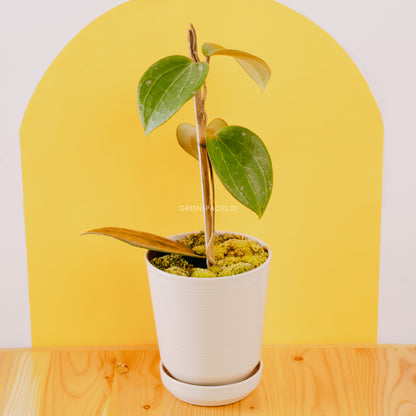 Hoya macrophylla - Greenspaces.id