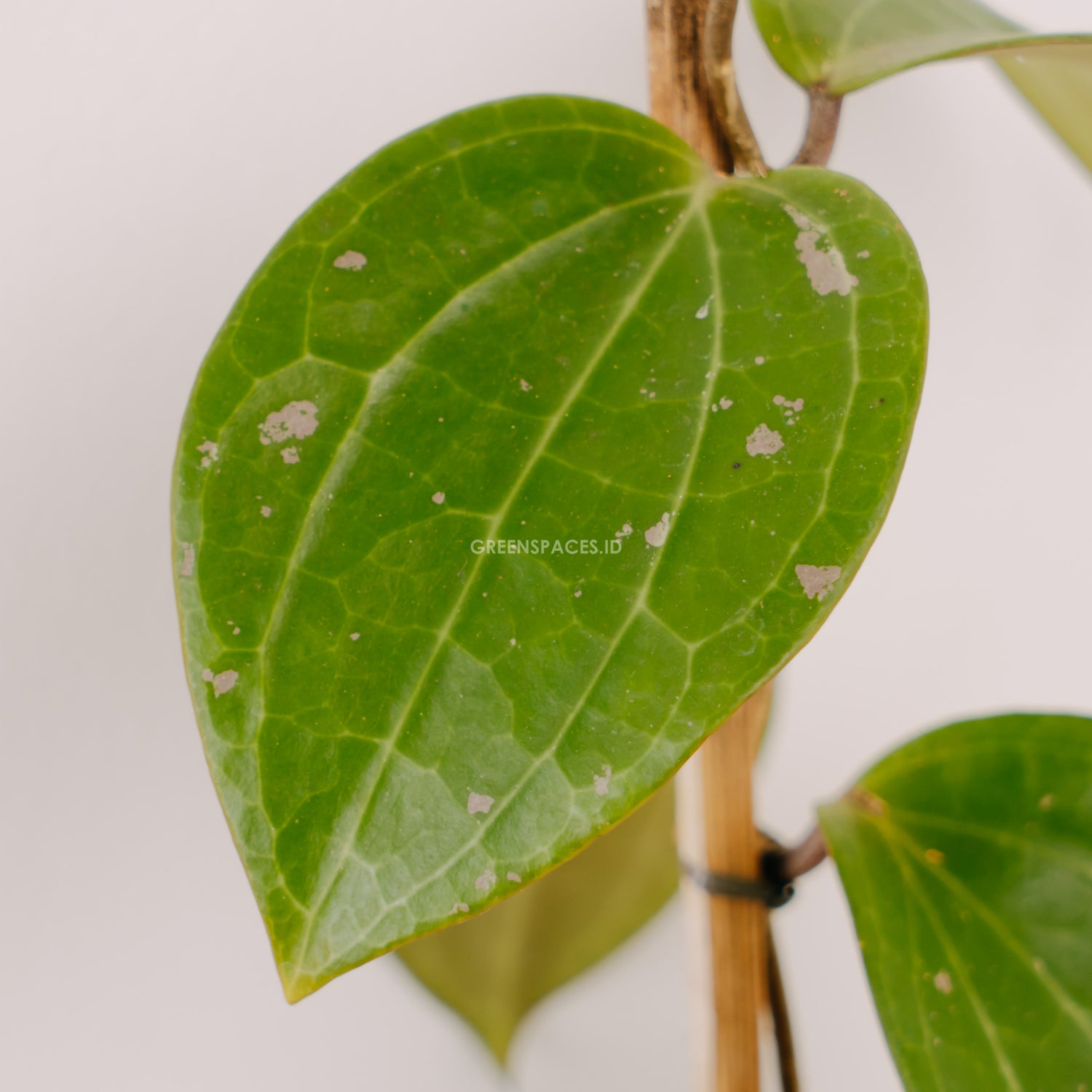 Hoya macrophylla - Greenspaces.id