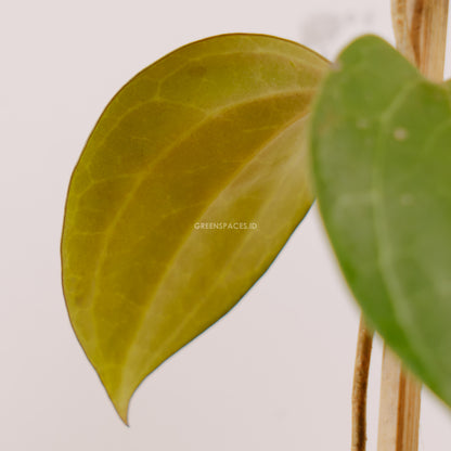 Hoya macrophylla - Greenspaces.id