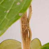 Hoya macrophylla - Greenspaces.id